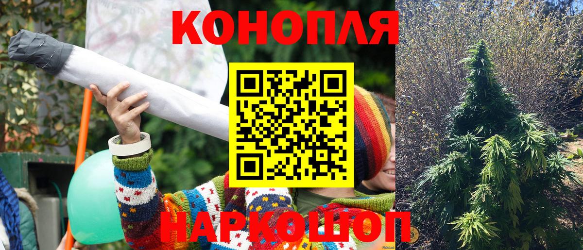 Конопля сатива Кинель